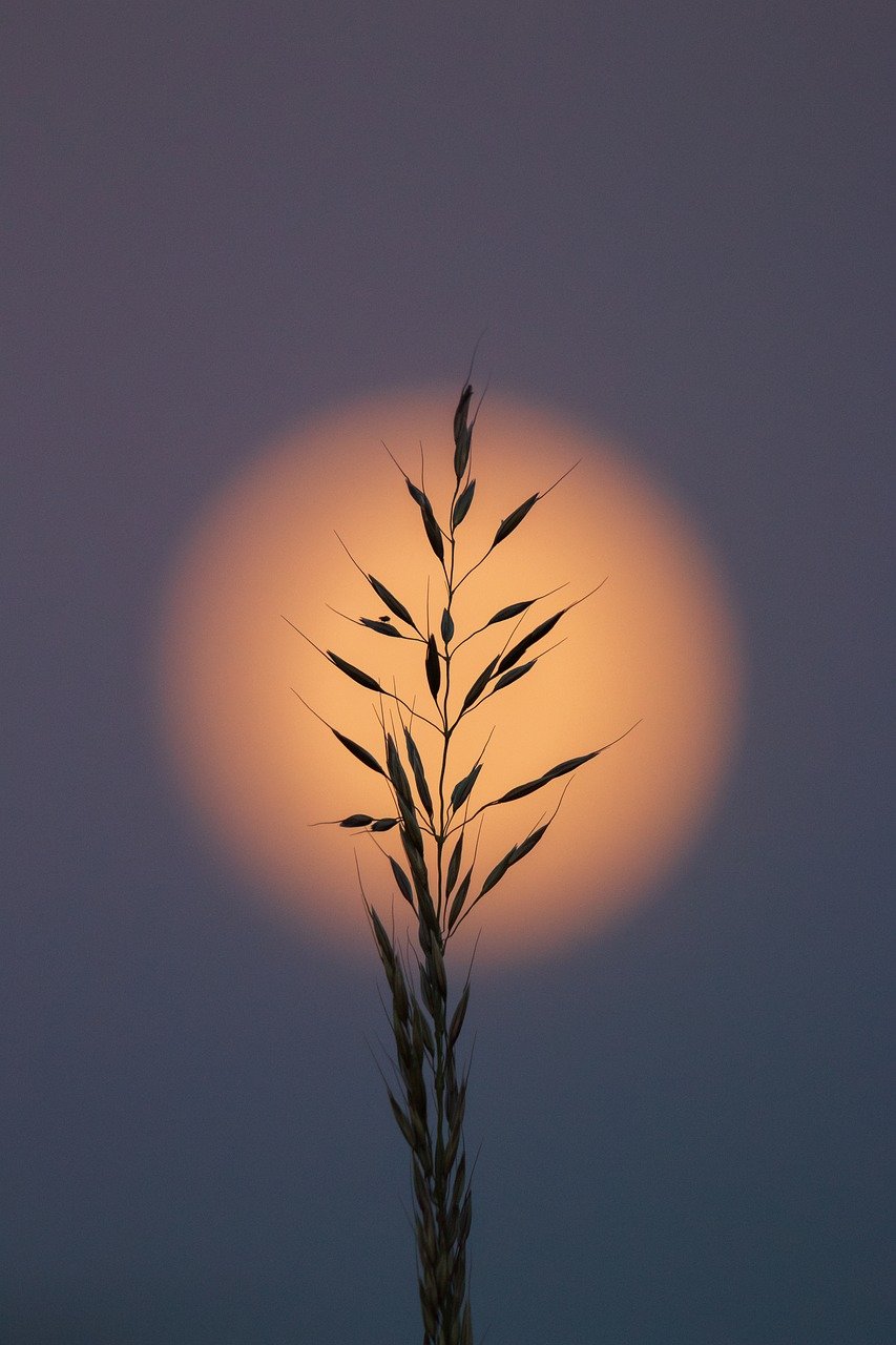 grain, moon, silhouette, dusk, grain straw, nature, oats